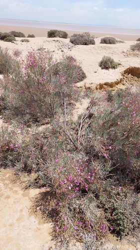 Limoniastrum guyonianum