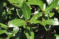 Ficus adenosperma