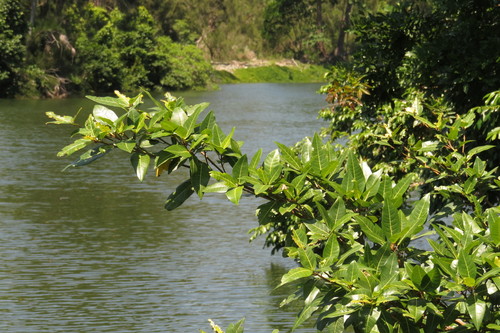 Ficus adenosperma (Ficus adenosperma)