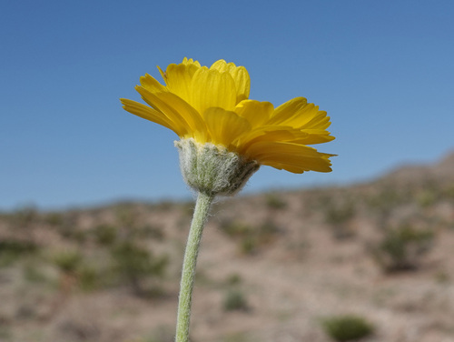 Desert Marigold