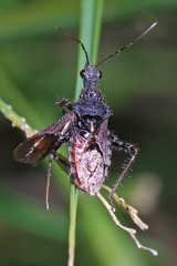 Coranus
