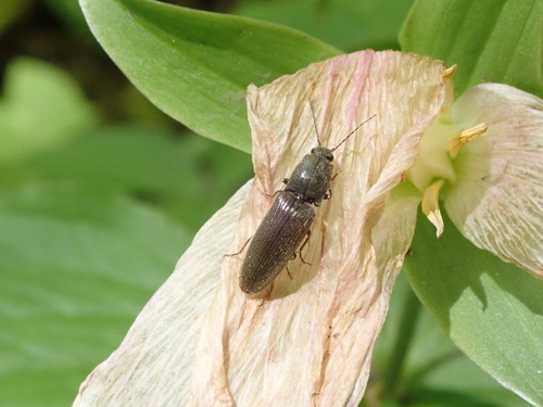 Common brown click beetle photo 3