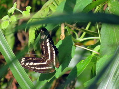 Limenitidinae