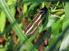 Limenitidinae
