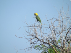 Amazona oratrix tresmariae