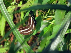 Limenitidinae