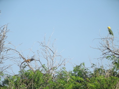 Amazona oratrix tresmariae