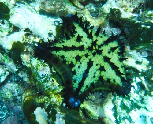 Nidorellia armata