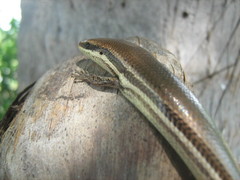 Marisora aquilonaria