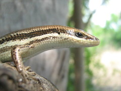 Marisora aquilonaria