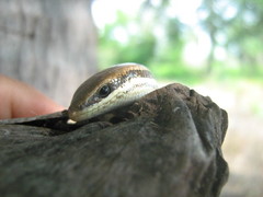 Marisora aquilonaria