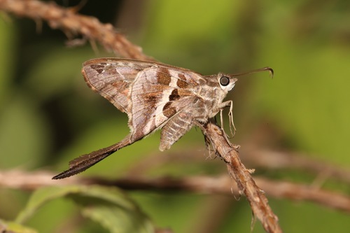 Blurry-striped Longtail