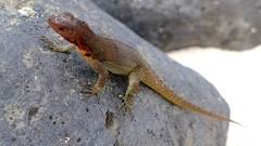 Microlophus delanonis