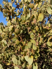 Arctostaphylos pilosula