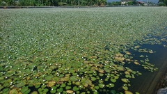 Nymphoides hydrophylla