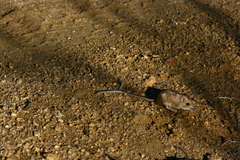 Perognathinae