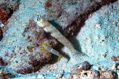 Amblyeleotris guttata