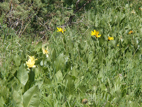 Cusick's hybrid mule's-ears (Wyethia ×)