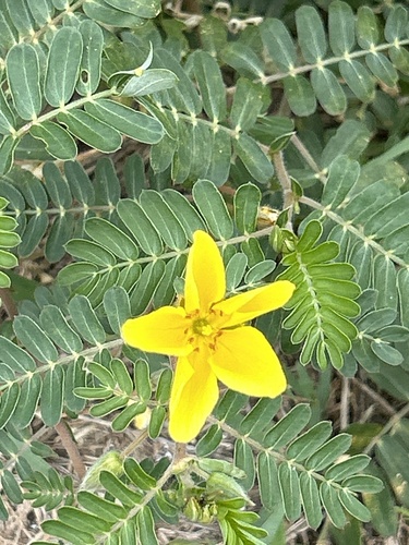 Jamaican feverplant