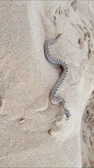 Crotalus cerastes cerastes
