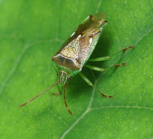Forest shield bug photo 3
