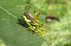 Ognevia sergii