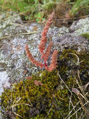 Crassula colligata colligata