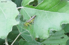 Ognevia longipennis