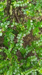 Zanthoxylum beecheyanum