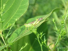 Ognevia longipennis
