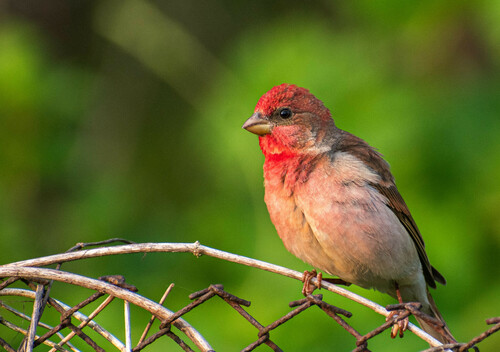 Camachuelo carminoso (Carpodacus erythrinus)