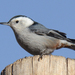 Cordilleran White-breasted Nuthatch - Photo (c) Steven Mlodinow, some rights reserved (CC BY-NC), uploaded by Steven Mlodinow