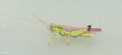 Ognevia longipennis
