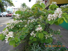Bauhinia monandra