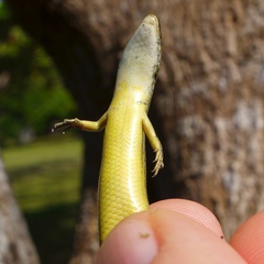 Caledoniscincus haplorhinus