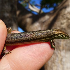 Caledoniscincus haplorhinus