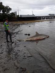 Carcharhinus brachyurus