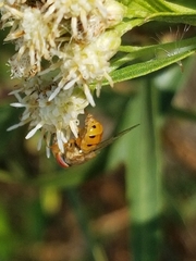 Copestylum sexmaculatum
