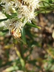 Copestylum sexmaculatum