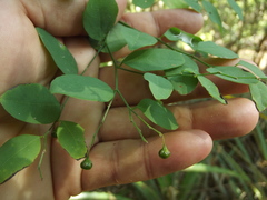 Phyllanthus graveolens