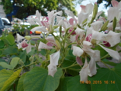 Bauhinia monandra