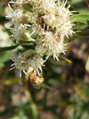 Copestylum sexmaculatum