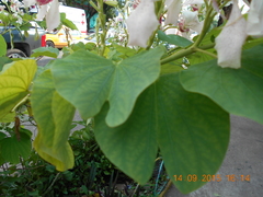 Bauhinia monandra