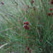Juncus filicaulis - Photo (c) Alice Shanks, some rights reserved (CC BY-NC), uploaded by Alice Shanks