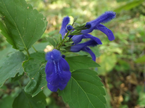 Salvia prasiifolia
