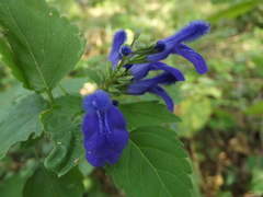 Salvia aliena