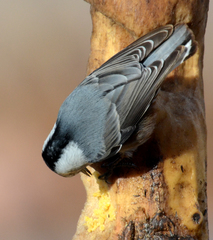 Sitta carolinensis nelsoni
