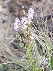 Selago flanaganii, photograph (c) Tony Rebelo, some rights reserved (CC BY-SA)