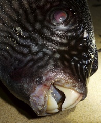 Arothron reticularis