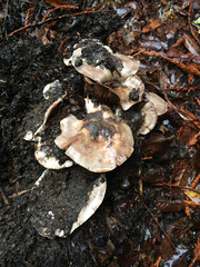Cortinarius regalis